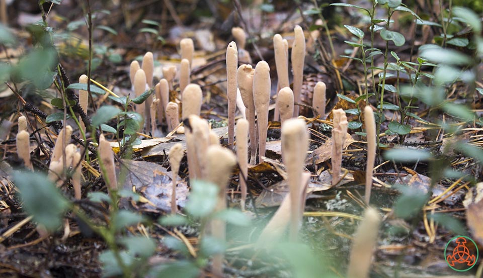 Гриб рогатик пестиковый: описание и особенности - грибы собираем