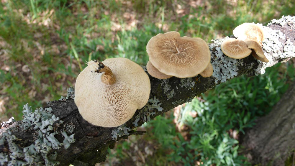 Гриб трутовик зонтичный. трутовик зонтичный (разветвленый, баранёха, гриб баран, грифола зонтичная). ✎ распространение в природе и сезонность