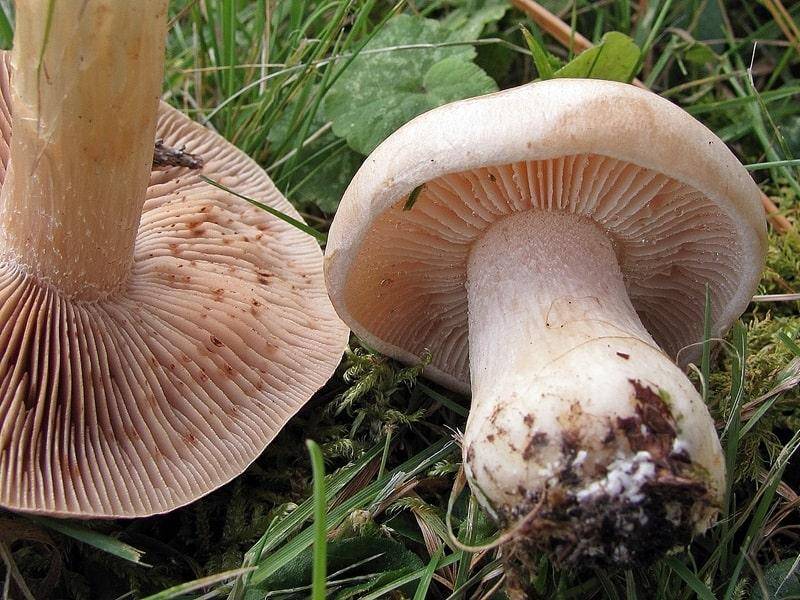 Аурикулярия уховидная: описание, места произрастания и выращивание гриба