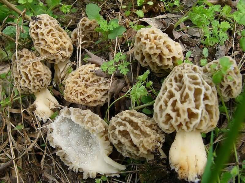 Любителю «тихой охоты» - 12 советов, как искать грибы сморчки