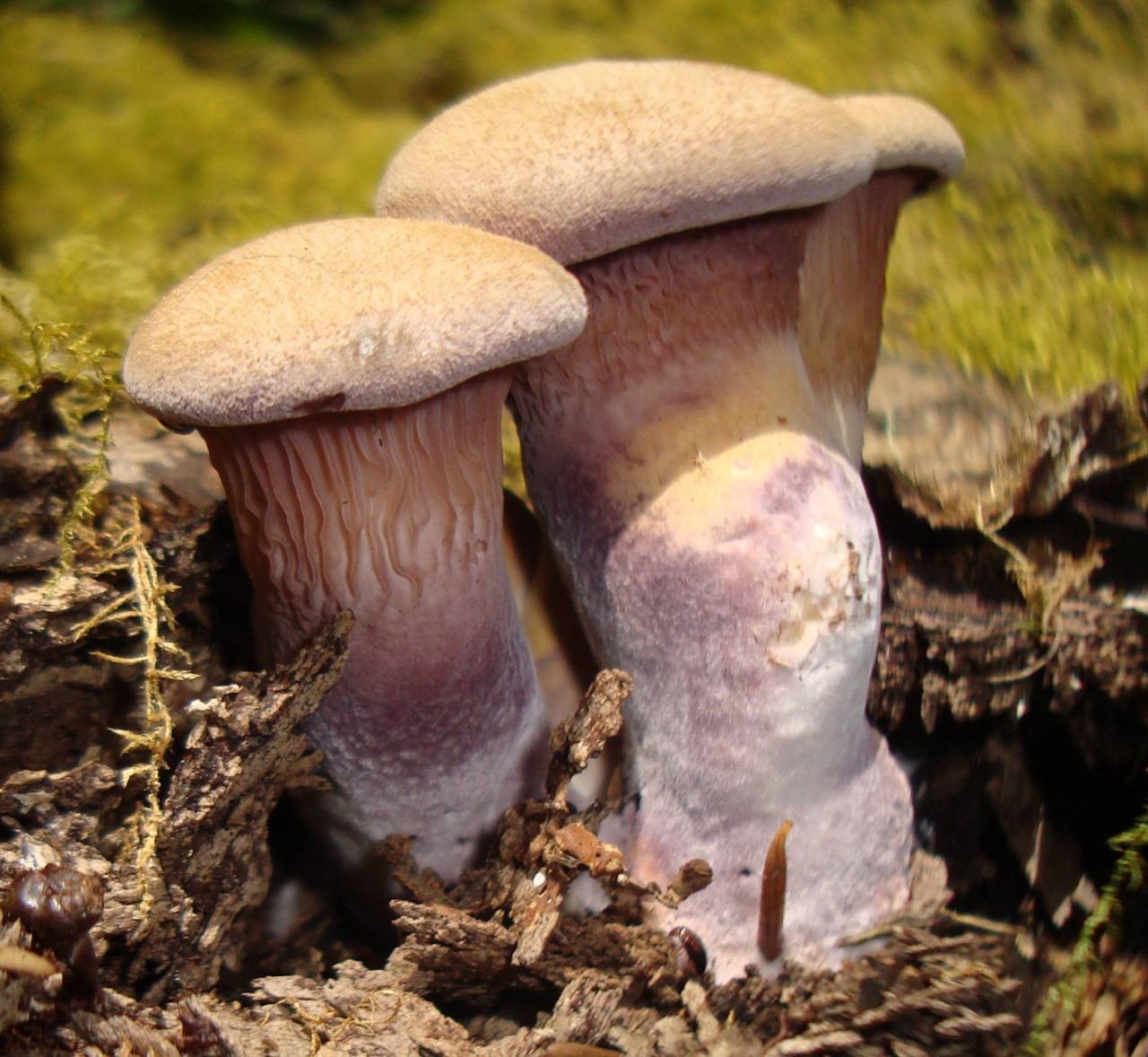 Семейство tricholomataceae - рядовковые [1967 сержанина г.и. - съедобные и ядовитые грибы]