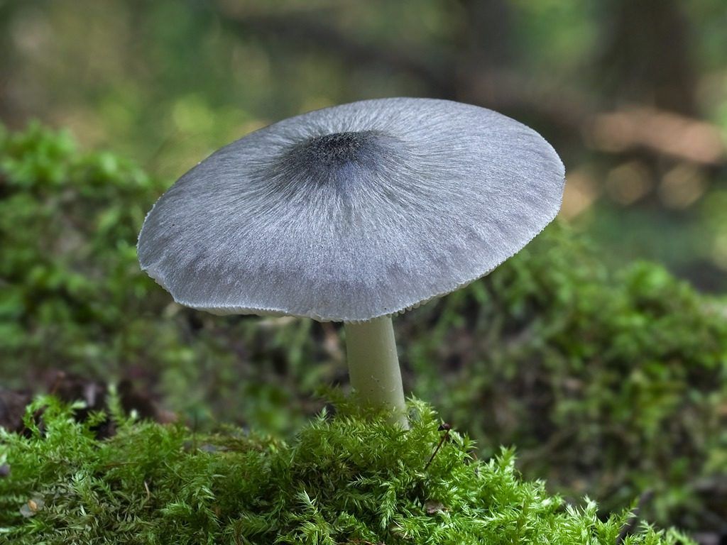 Плютей ивовый (pluteus salicinus) – грибы сибири
