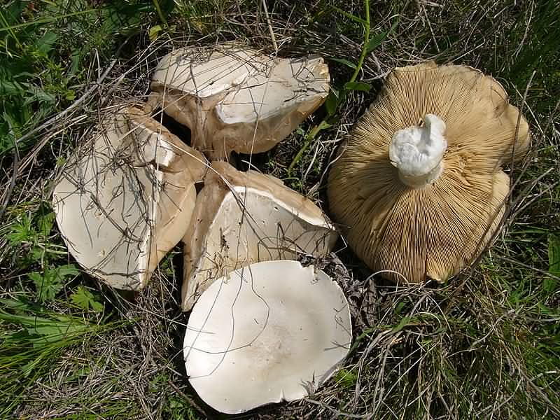 Ложносвинуха рядовковидная: фото и описание гриба, сбор и употребление
