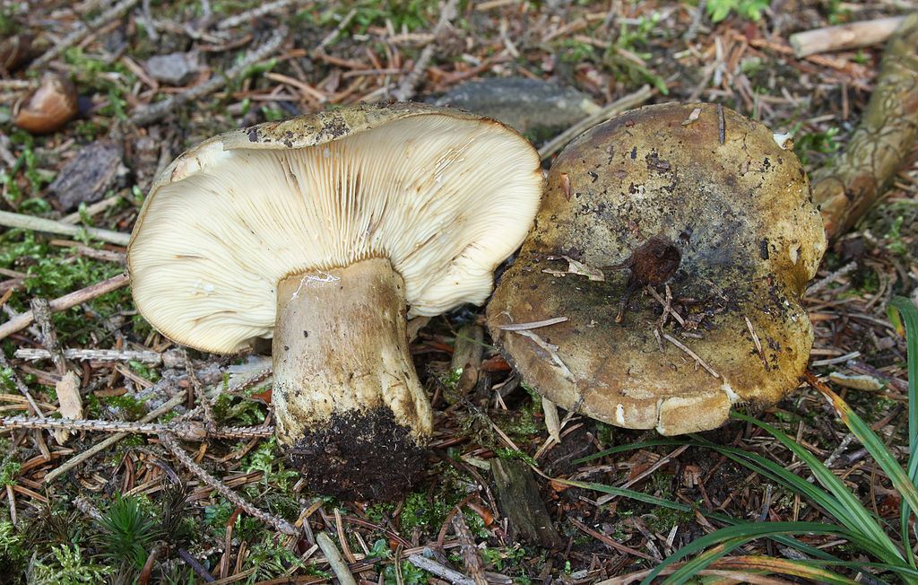 Черный груздь – царь соленых грибов - грибы собираем