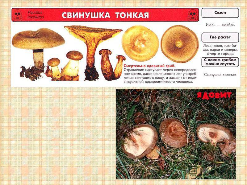 Свинухи - фото, описание и как готовить. гриб свинушка: польза и вред