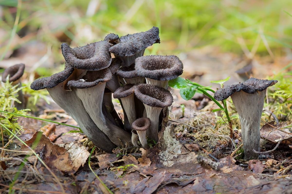 Лисичка трубчатая (cantharellus tubaeformis) или лисичка ворончатая: фото, описание и как готовить этот гриб