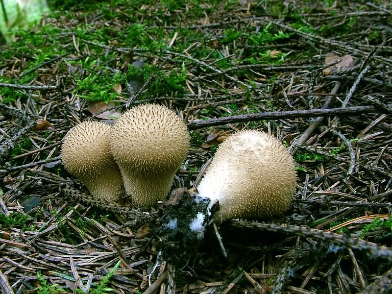 Запах грибов (fb2)