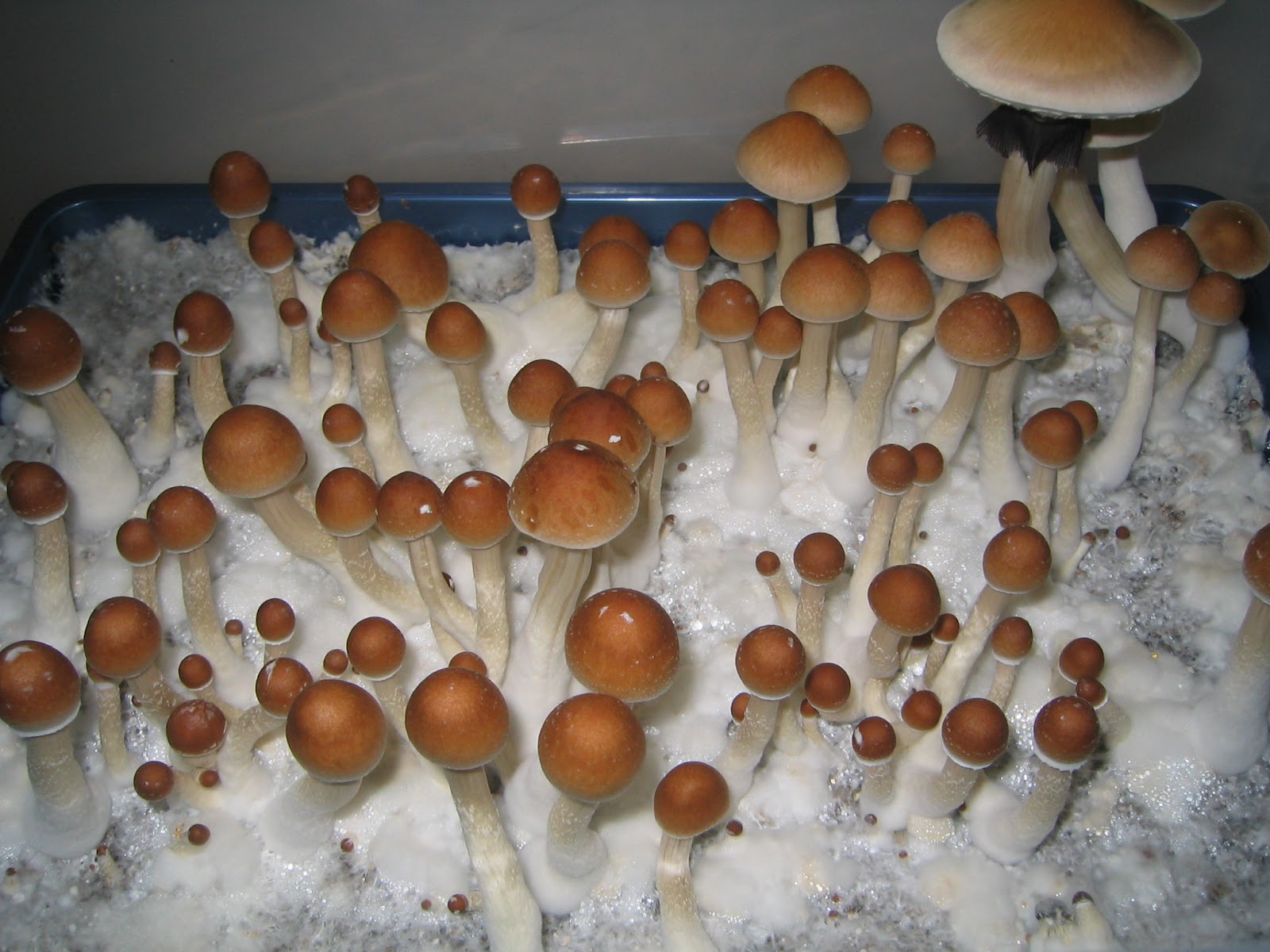 Псилоцибиновый гриб: фото и описание, где растет в россии