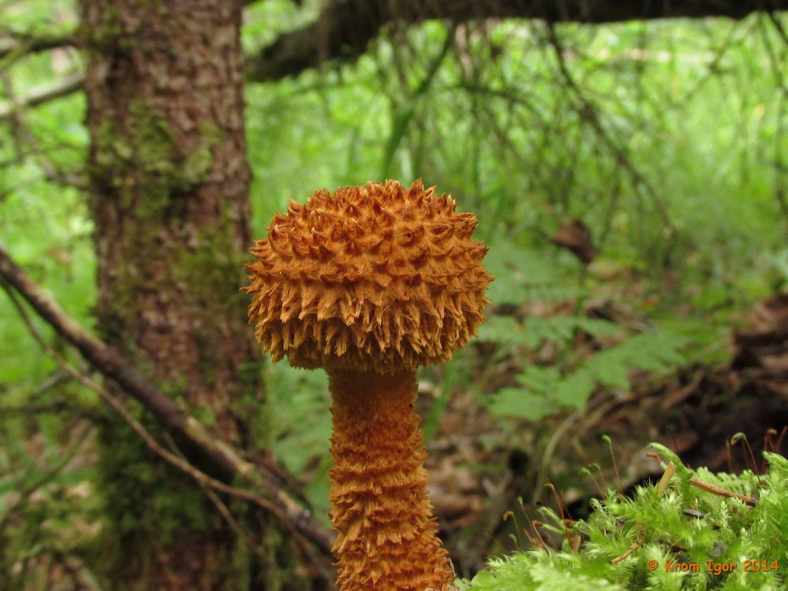 Чешуйница древесинная (лейкофолиота древесинная, leucopholiotalignicola): как выглядят грибы, где и как растут, съедобны или нет