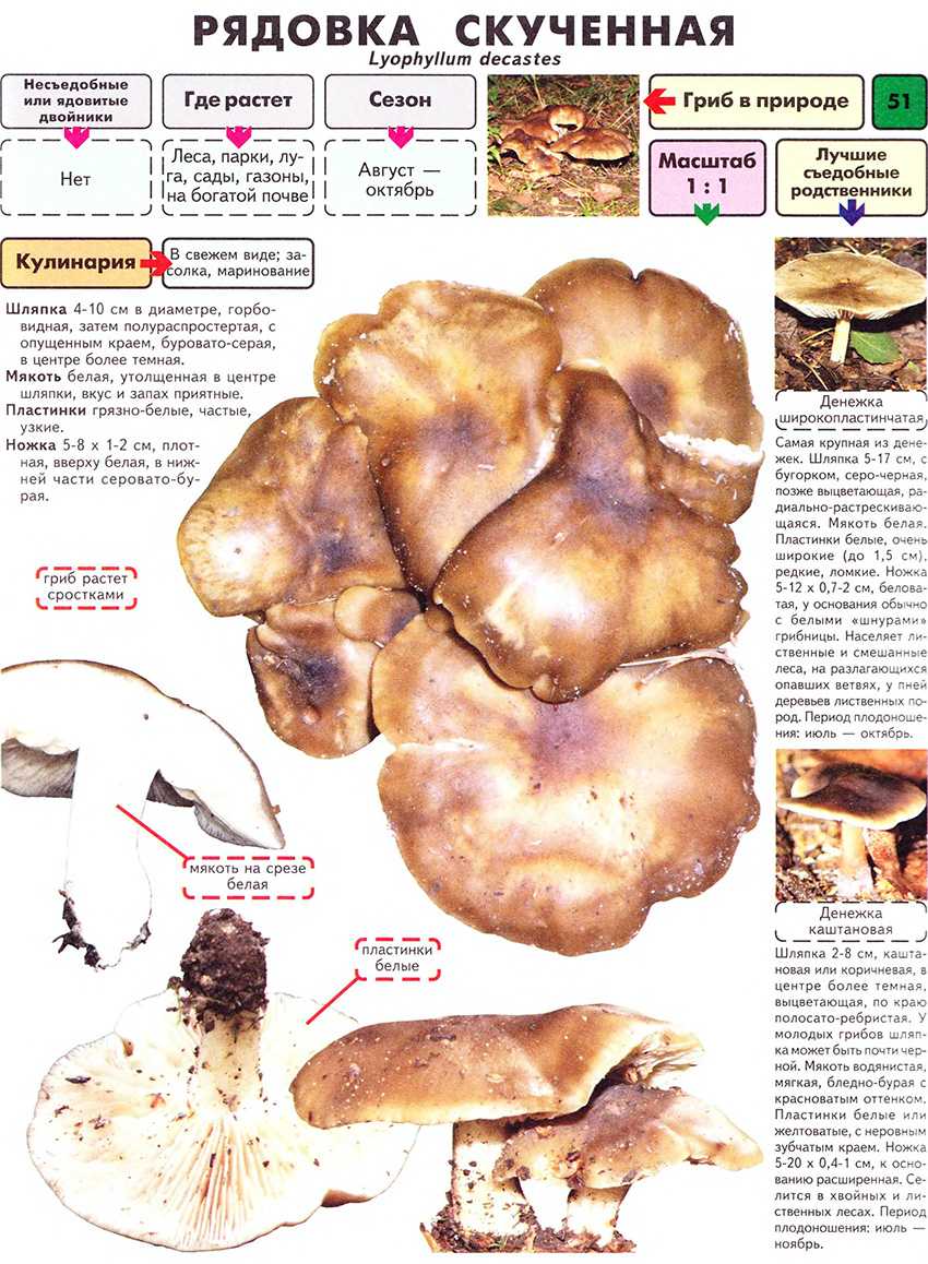Грибы рядовки: описание серых и фиолетовых, особенности обработки, рецепты приготовления грибов