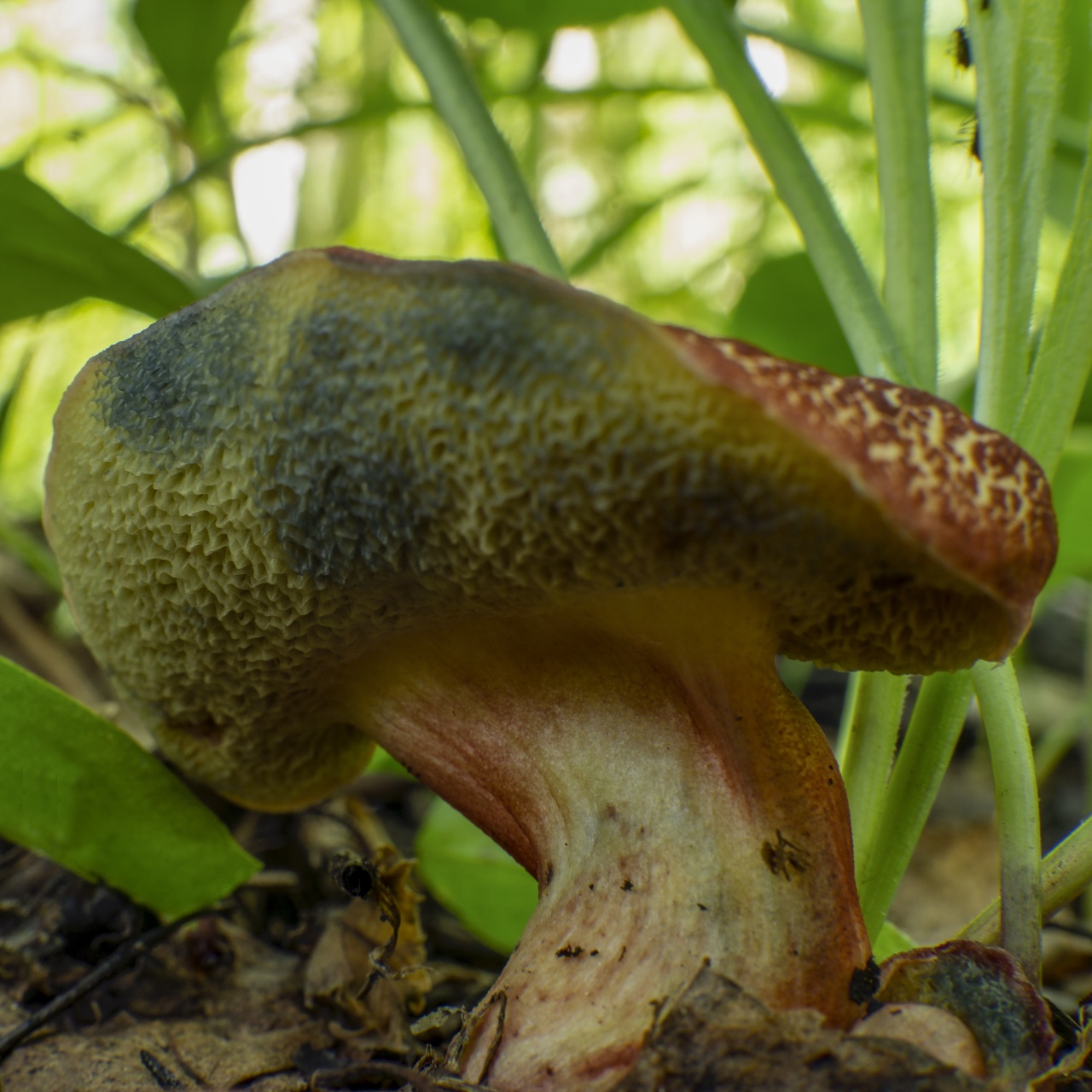 Гриб моховик – простой и вкусный - грибы собираем