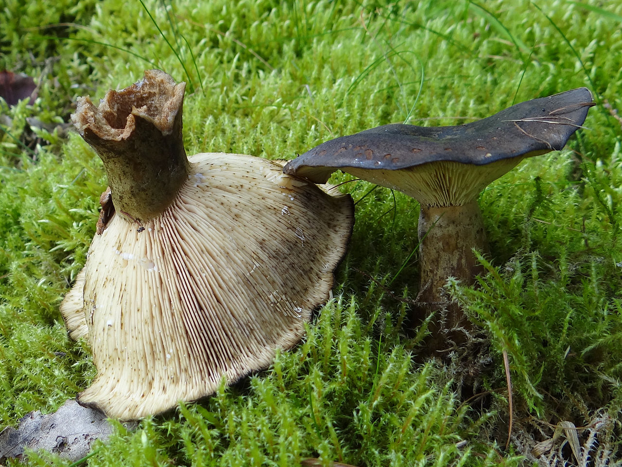 Черный груздь и его разновидности – подробное описание грибов