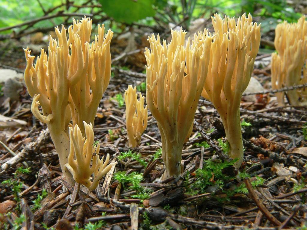 Как выглядит гриб оленьи рожки и его отличие от ядовитых видов
