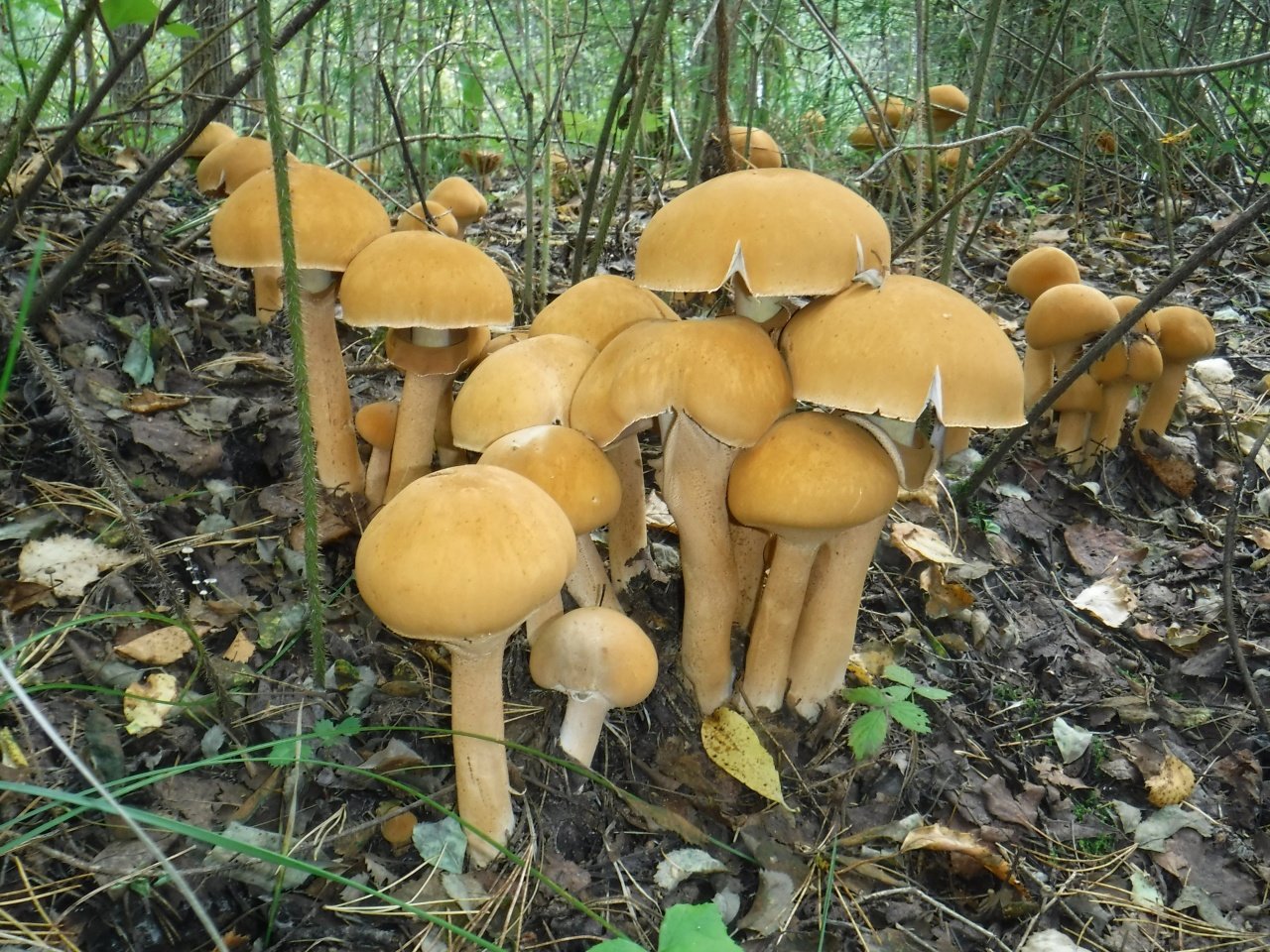 Волоконница земляная (inocybe geophylla): фото и описание гриба