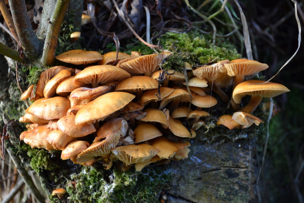 виды грибов вешенок фото
