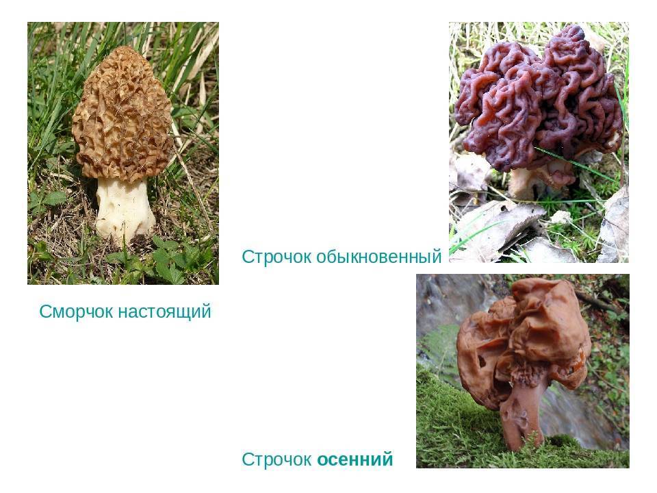 Сморчки: описание грибов, где растут и когда собирать, фото