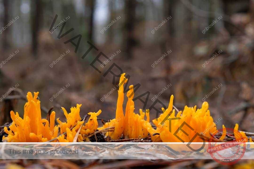 Съедобность грибов оленьи рожки и их описание (+22 фото) — викигриб