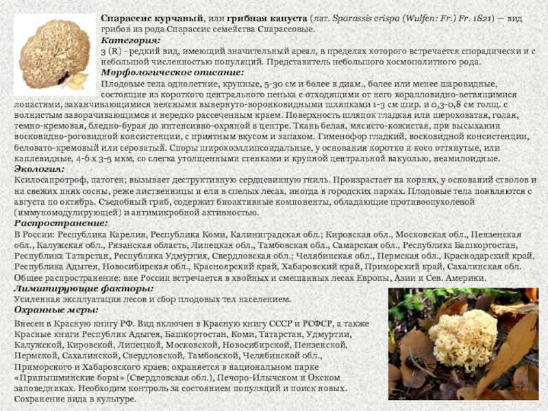 Спарассис курчавый (грибная капуста): фото и описание, съедобность — викигриб
