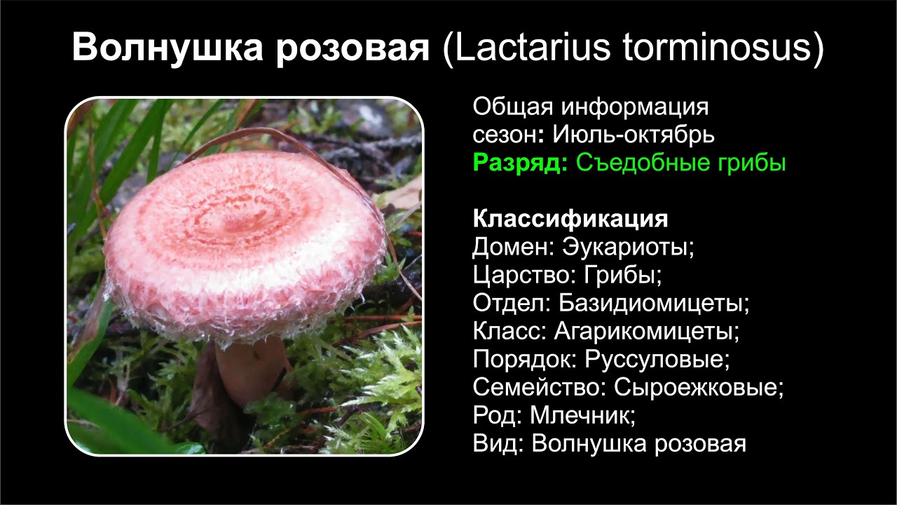 Волнушка розовая: описание гриба, места распространения, фото