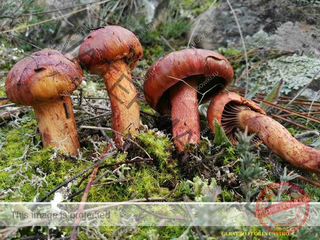Мокруха еловая (gomphidius glutinosus) или гриб слизняк: фото, описание и как его готовить