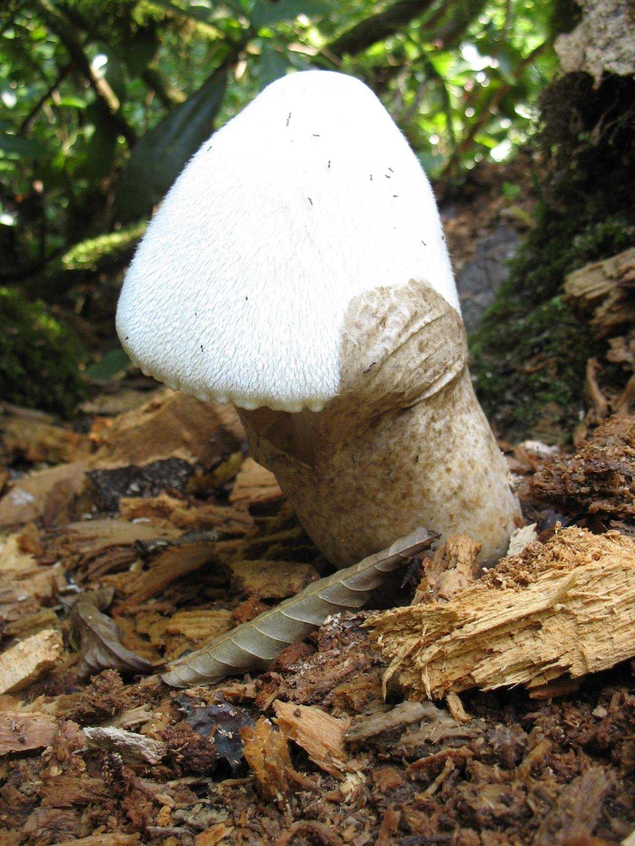 Вольвариелла слизистоголовая: описание гриба, фото, виды — викигриб
