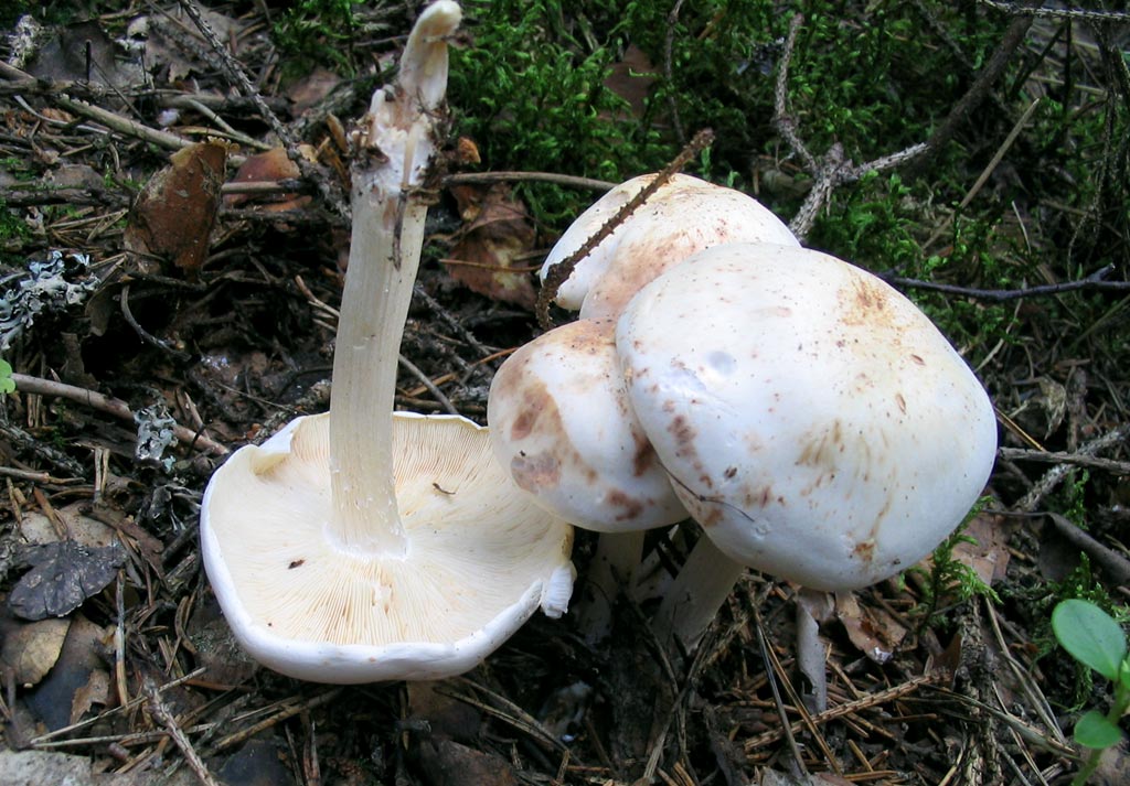 Коллибия – скромная лесная денежка - грибы собираем