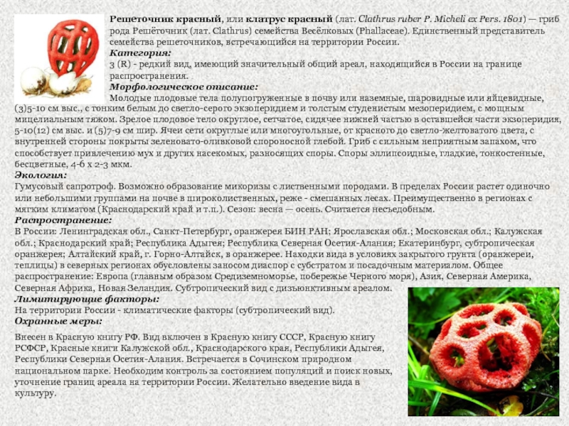 Решетчатый красный гриб. гриб красный решеточник: съедобный или нет