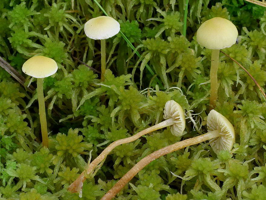 Опёнок ложный серопластинчатый (hypholoma capnoides) – грибы сибири