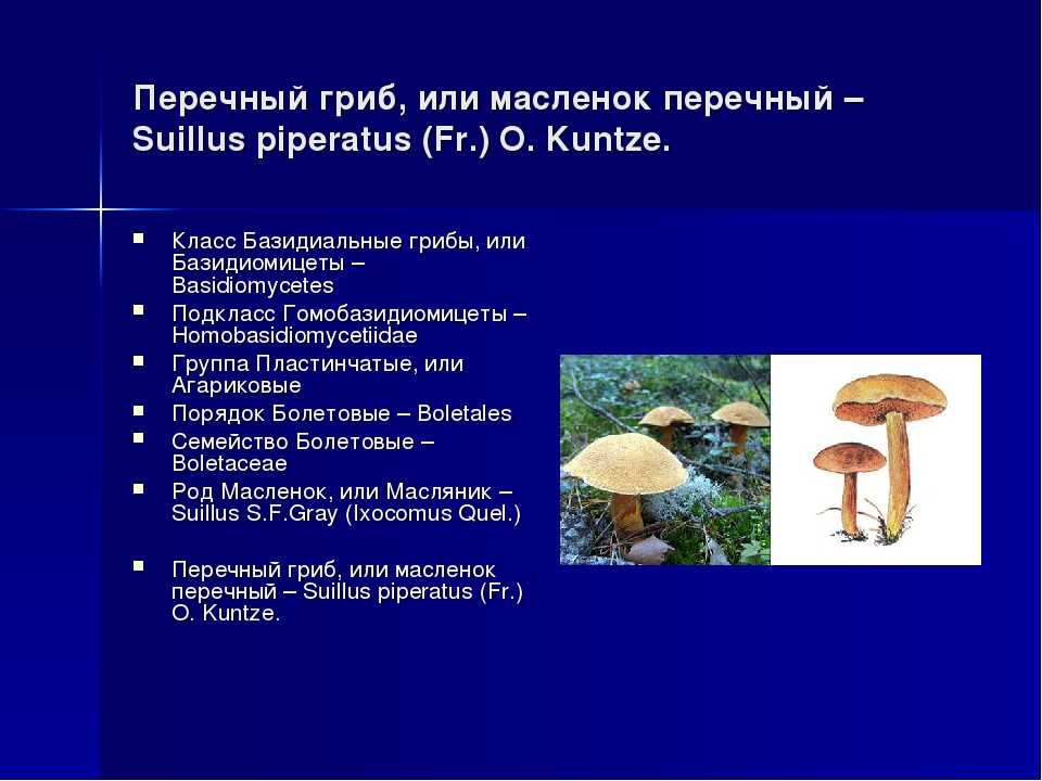 Перечный гриб (Suillus piperatus)