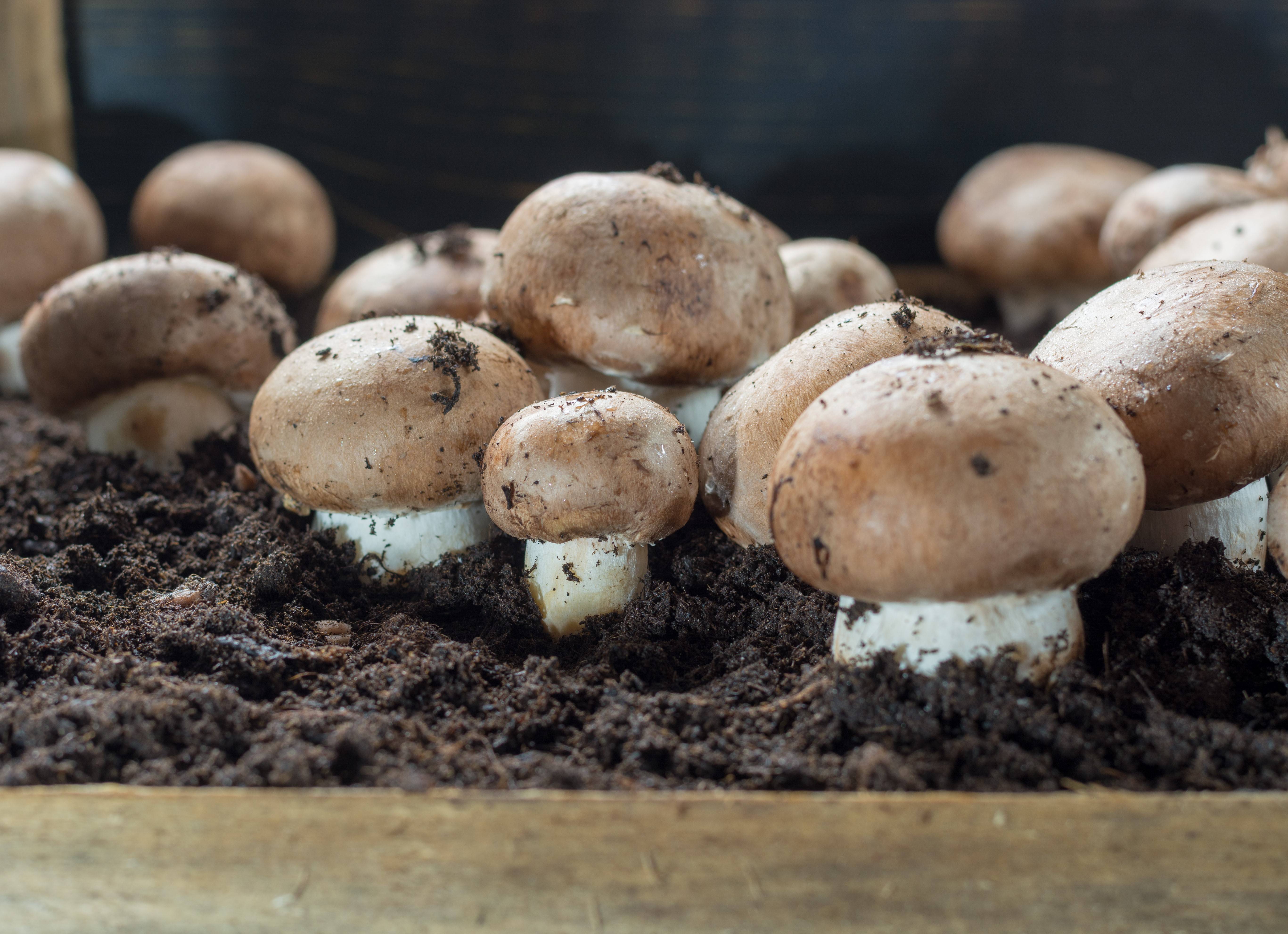 Условия выращивания белого гриба. Шампиньоны на даче. Шампиньоны в огороде. Шампиньоны на подоконнике. Вырастил белые грибы.