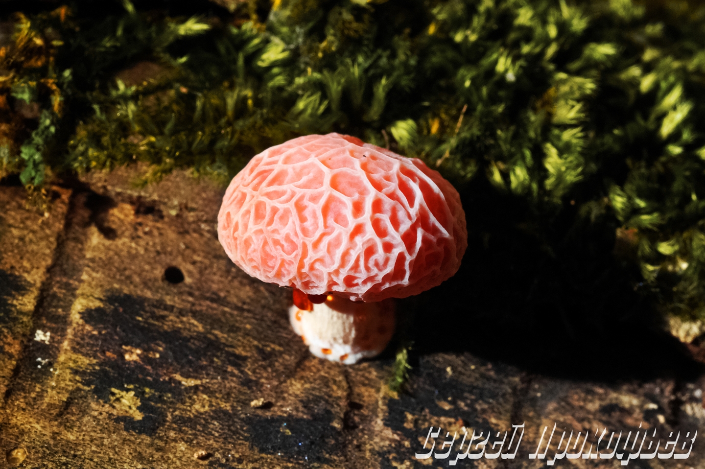 Необычные грибы Кубани