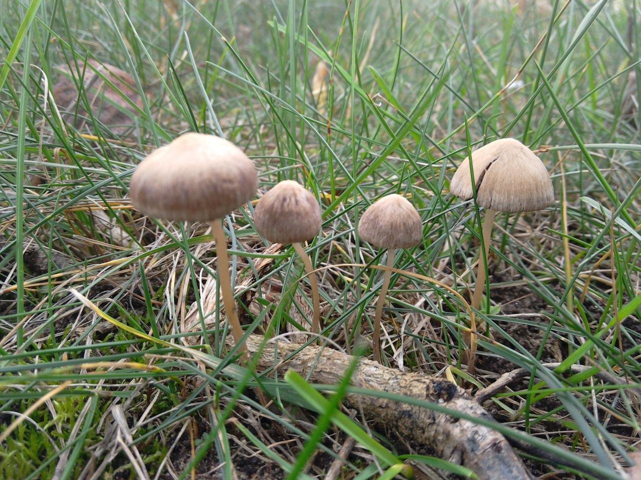 ✅ галюцегенные грибы как употреблять - питомник46.рф