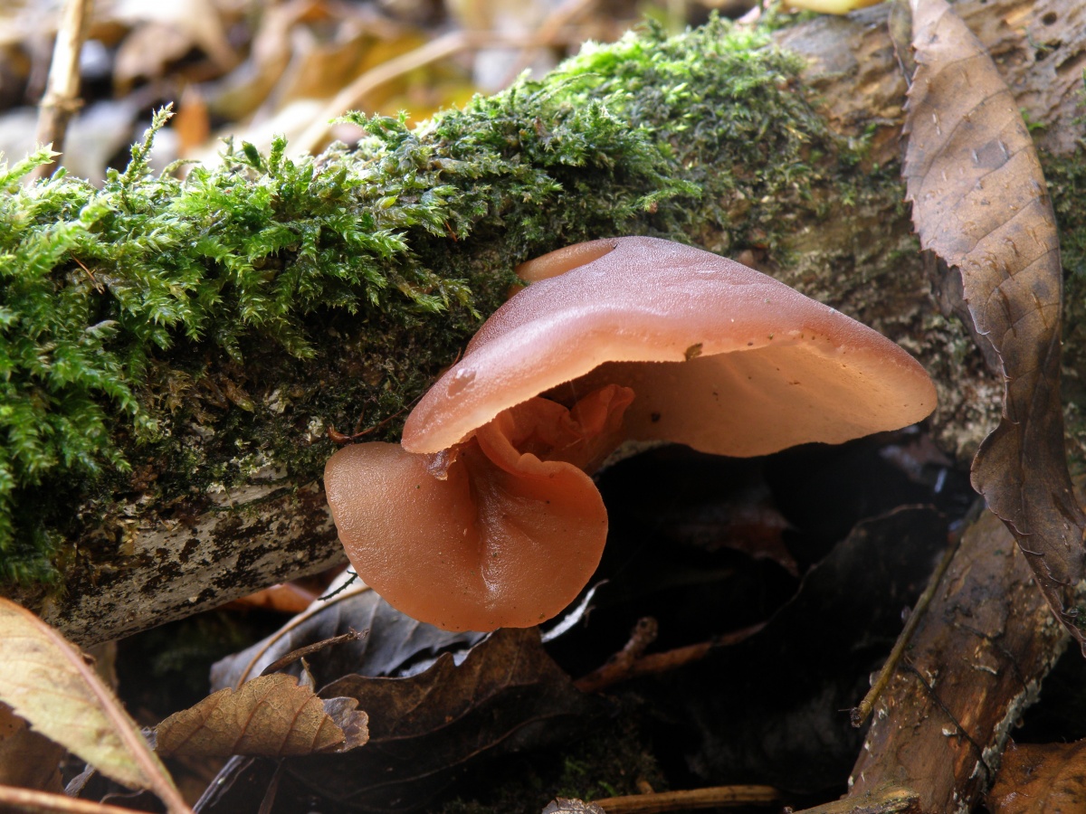 Аурикулярия уховидная (иудино ухо): фото и описание гриба — викигриб