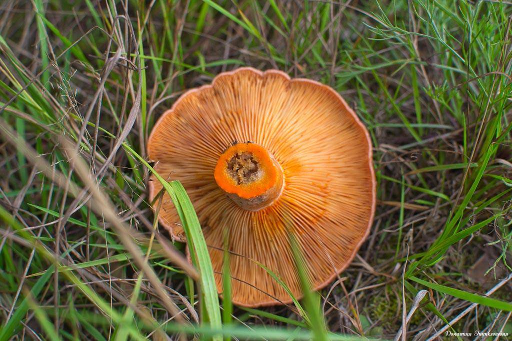 Как выглядят рыжики: описание и фото грибов