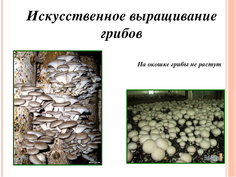 Культивированные грибы и условия выращивания. Выращивание грибов. Грибы выращиваемые в искусственных условиях. Выращивание грибов в домашних условиях. Искусственно выращенные грибы.