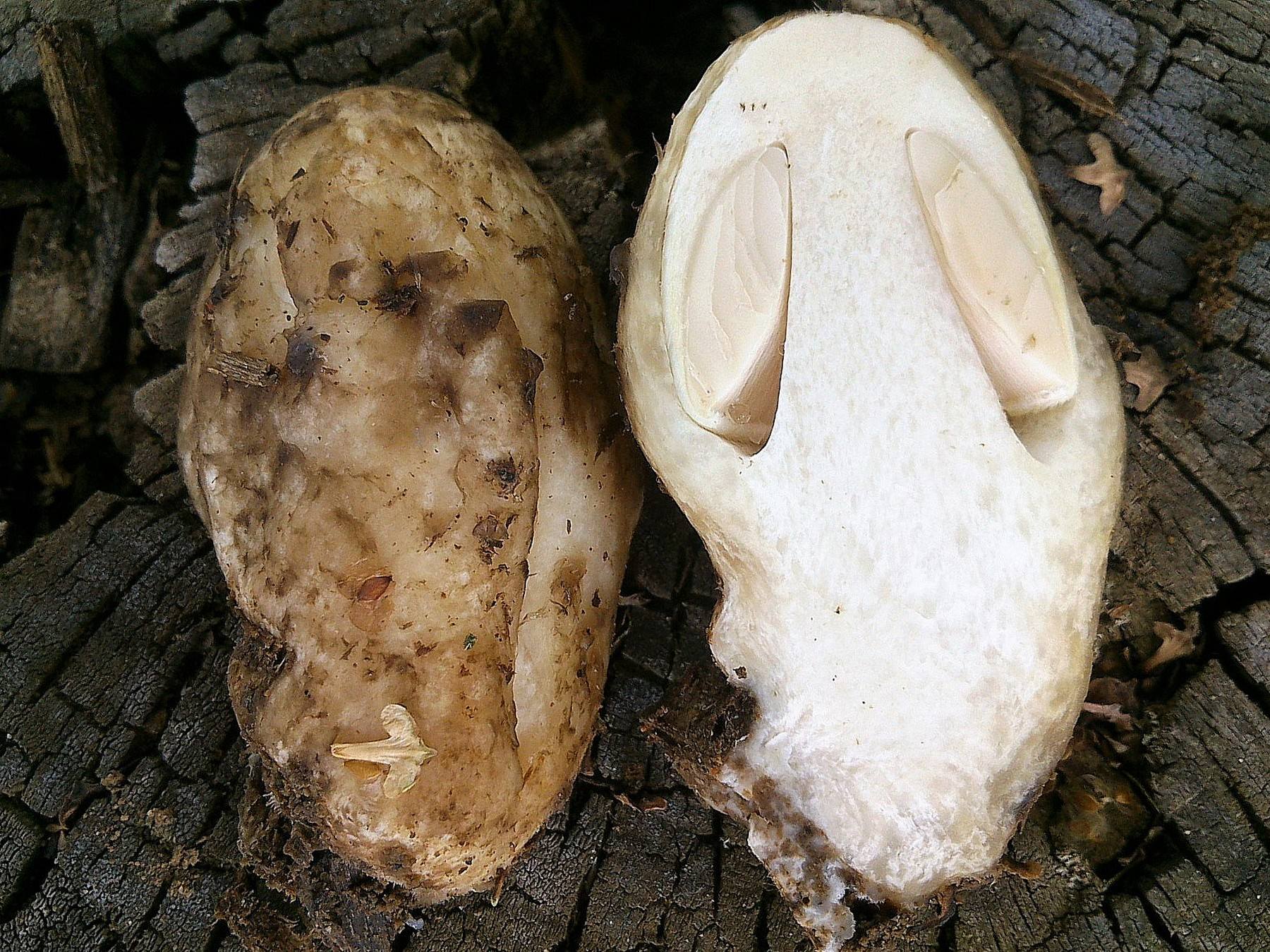 Вольвариелла шелковистая (volvariella bombycina) – описание, где растет, фото гриба