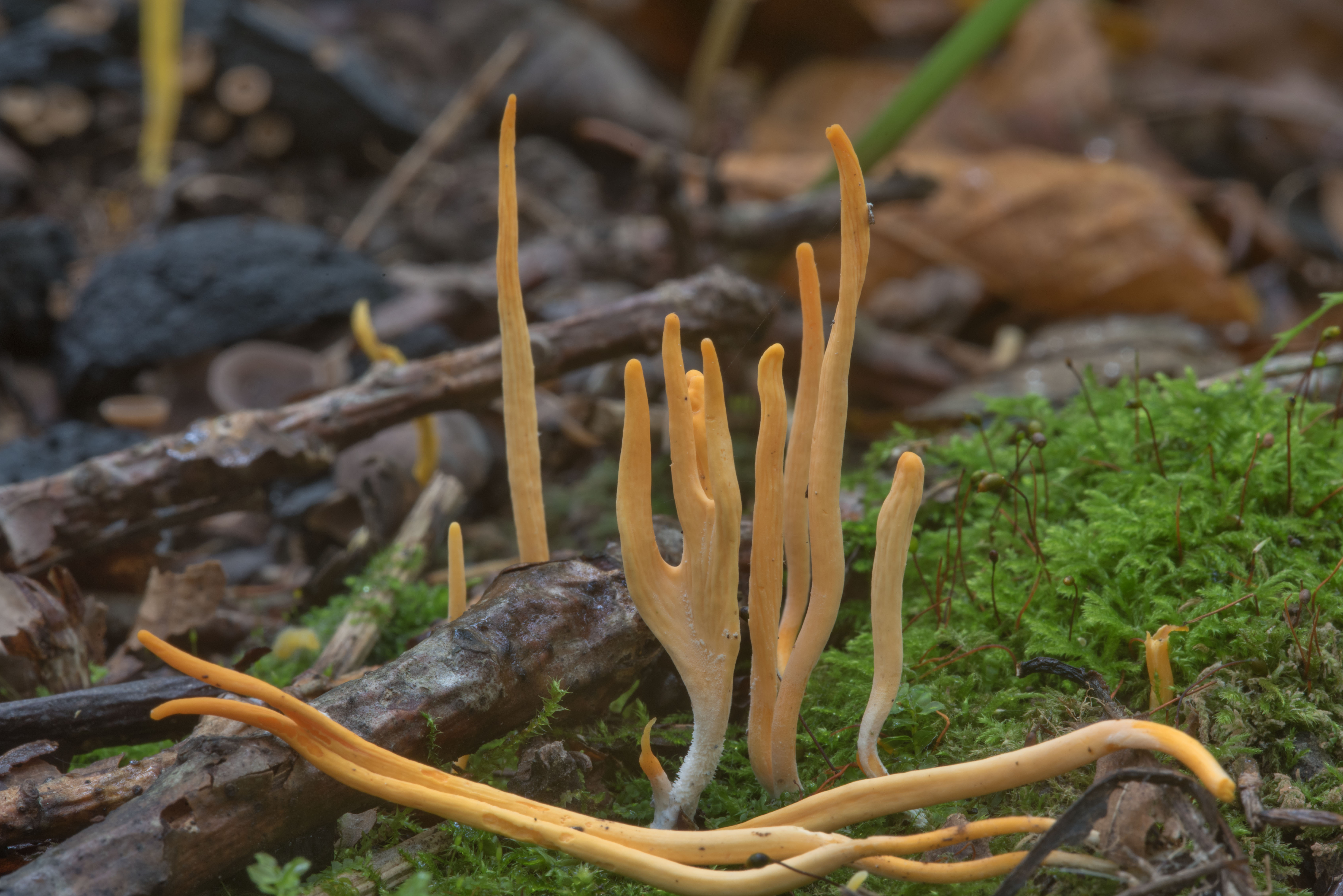 Как выглядит гриб оленьи рожки и его отличие от ядовитых видов