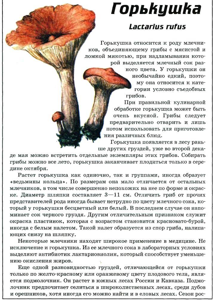 Описание и особенности применения гриба говорушка серая