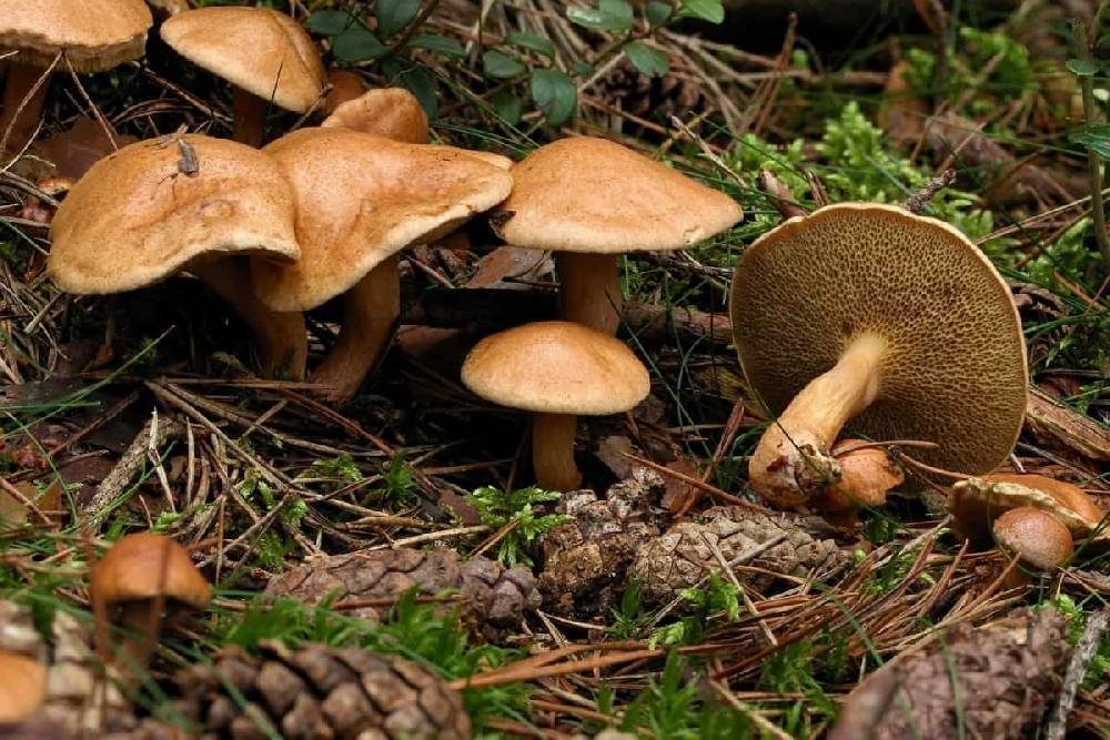 Ложный гриб моховик: +17 фото и описание, разновидности и отличия