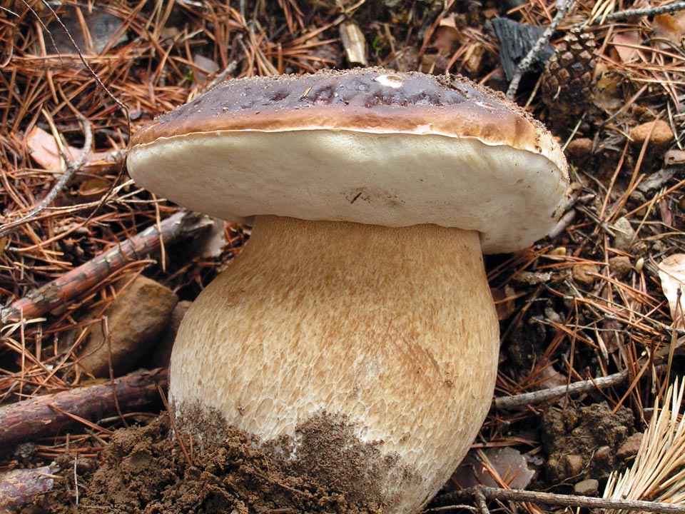 Боровик бронзовый – описание гриба