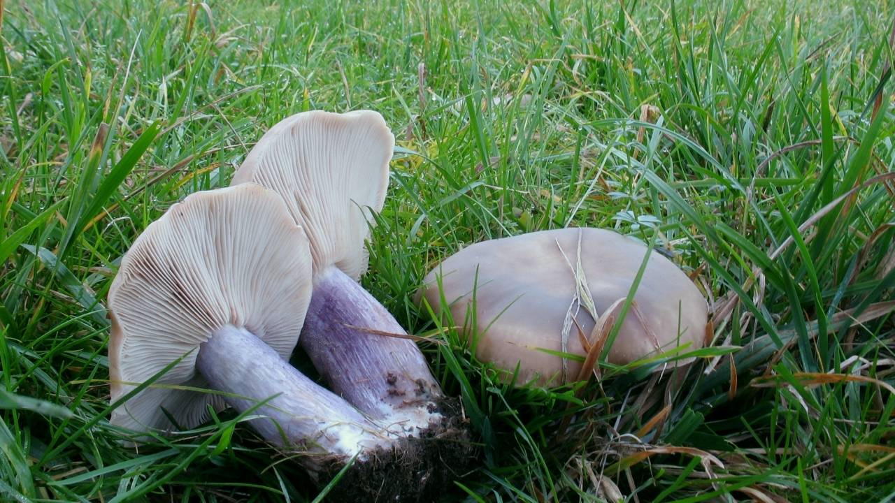 Сколько варить грибы синеножки (рядовки лиловоногие или подотавники) по времени?