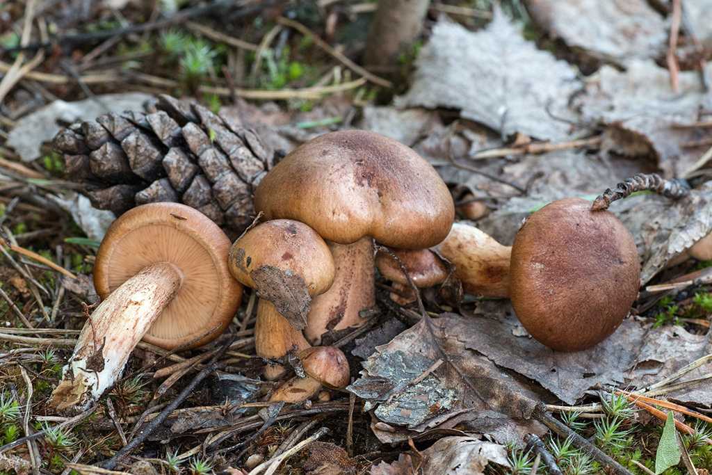 Рядовка жёлто-бурая (tricholoma fulvum) – грибы сибири