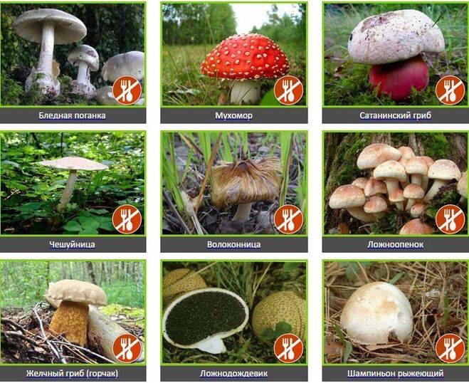 Осенний урожай: какие грибы собирать в татарстанских лесах с сентября по ноябрь