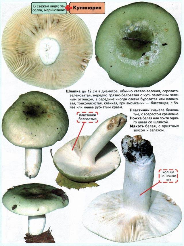 Съедобные грибы сыроежки: фото и описание видов и разновидностей сыроежек (зеленоватая, пищевая, розовая)