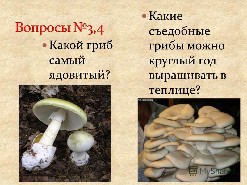 Блины фаршированные грибами