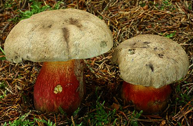 Болет красивоножковый - описание гриба, фото, где растет