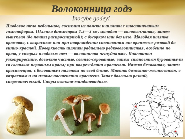 Волоконница полосатая (inocybe grammata) – грибы сибири