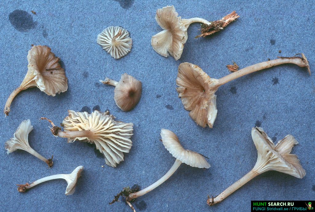 Ксеромфалина корню (xeromphalina cornui) – грибы сибири