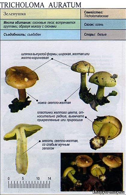 Топ-7 рецептов приготовления блюд из грибов зеленушек