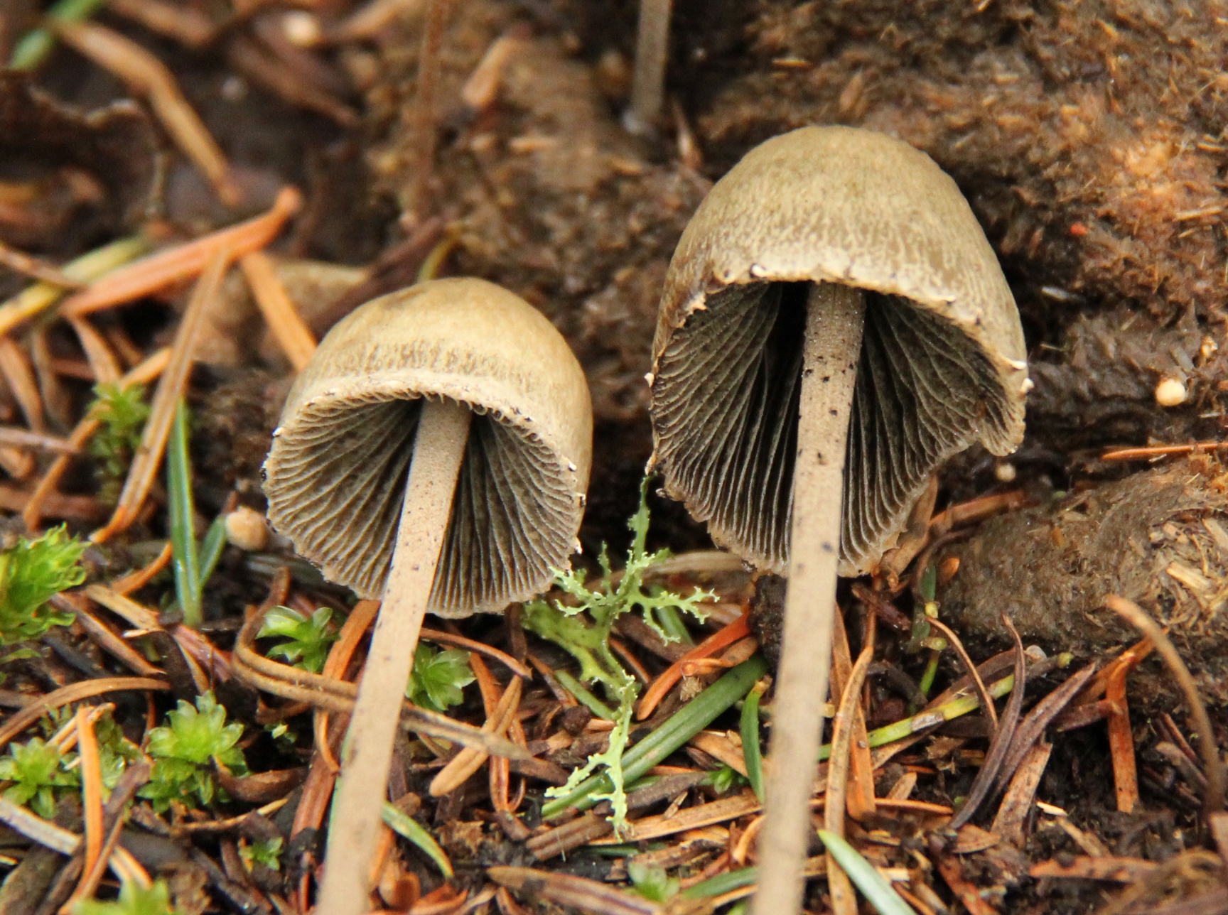 Псилоцибе синеющая — описание гриба, похожие виды, фото